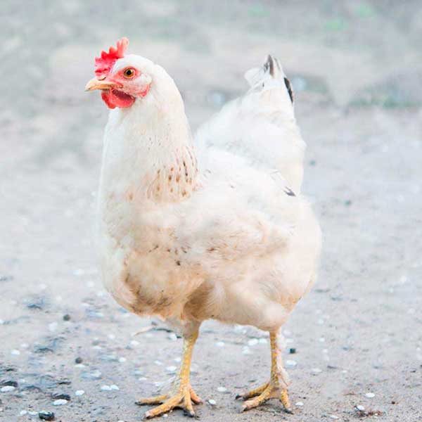 Inici - Inicio - Productes - Productos Indaber